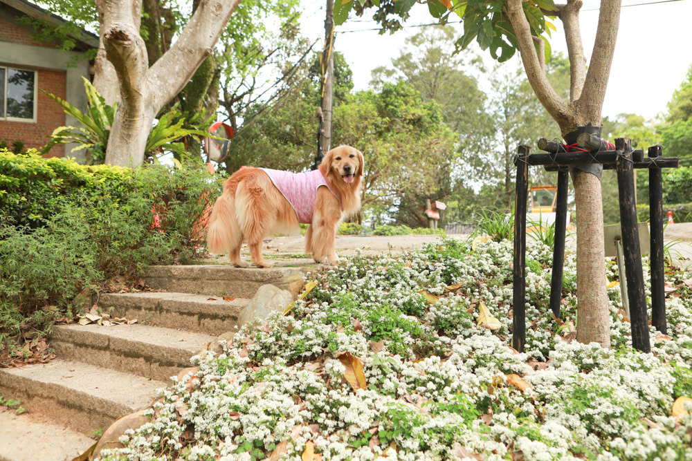 新北景點|新店文山農場。寵物友善景點、新北賞螢賞花秘境、露營區、四季皆有不同美景花卉 - 第31張圖 新北景點|新店文山農場。寵物友善景點、新北賞螢賞花秘境、露營區、四季皆有不同美景花卉