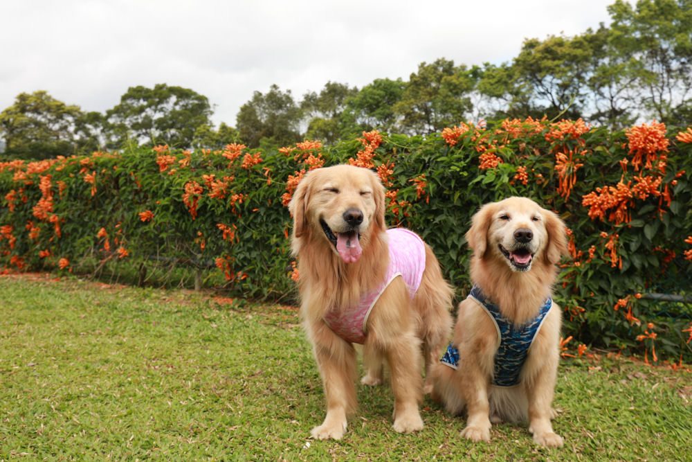 新北景點|新店文山農場。寵物友善景點、新北賞螢賞花秘境、露營區、四季皆有不同美景花卉 - 第5張圖 新北景點|新店文山農場。寵物友善景點、新北賞螢賞花秘境、露營區、四季皆有不同美景花卉
