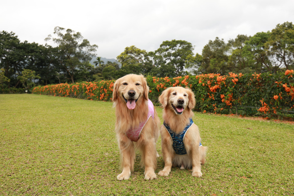 新北景點|新店文山農場。寵物友善景點、新北賞螢賞花秘境、露營區、四季皆有不同美景花卉 - 第4張圖 新北景點|新店文山農場。寵物友善景點、新北賞螢賞花秘境、露營區、四季皆有不同美景花卉