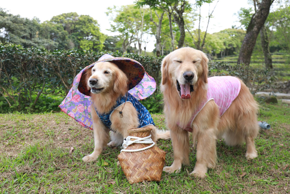 新北景點|新店文山農場。寵物友善景點、新北賞螢賞花秘境、露營區、四季皆有不同美景花卉 - 第54張圖 新北景點|新店文山農場。寵物友善景點、新北賞螢賞花秘境、露營區、四季皆有不同美景花卉