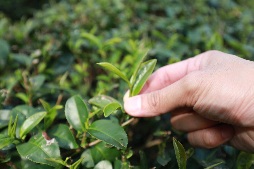 新北景點|新店文山農場。寵物友善景點、新北賞螢賞花秘境、露營區、四季皆有不同美景花卉 - 第55張圖 新北景點|新店文山農場。寵物友善景點、新北賞螢賞花秘境、露營區、四季皆有不同美景花卉