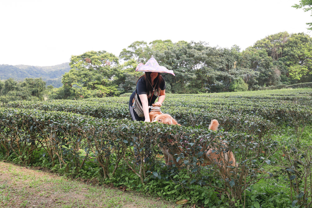 新北景點|新店文山農場。寵物友善景點、新北賞螢賞花秘境、露營區、四季皆有不同美景花卉 - 第53張圖 新北景點|新店文山農場。寵物友善景點、新北賞螢賞花秘境、露營區、四季皆有不同美景花卉