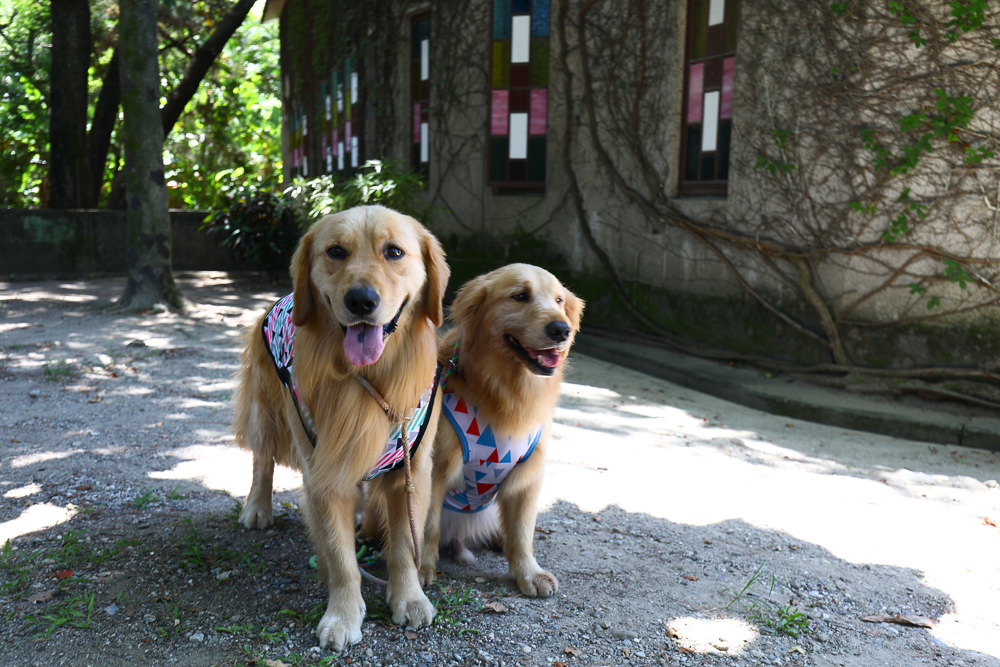 花蓮新城景點｜新城天主堂。日本神社改建的神秘百年教堂、綠意盎然的諾亞方舟
