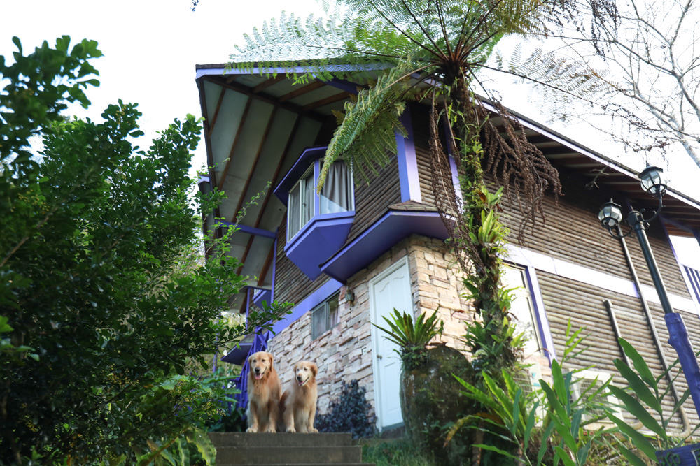 南投溪頭住宿|溪頭新明山木屋渡假村。寵物友善民宿、杉林溪住宿、歐式小木屋一泊二食 - 第12張圖 南投溪頭住宿|溪頭新明山木屋渡假村。寵物友善民宿、杉林溪住宿、歐式小木屋一泊二食