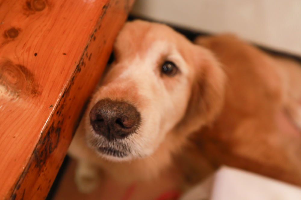 南投溪頭住宿|溪頭新明山木屋渡假村。寵物友善民宿、杉林溪住宿、歐式小木屋一泊二食 - 第23張圖 南投溪頭住宿|溪頭新明山木屋渡假村。寵物友善民宿、杉林溪住宿、歐式小木屋一泊二食