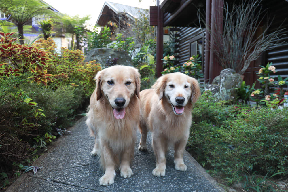 南投溪頭住宿|溪頭新明山木屋渡假村。寵物友善民宿、杉林溪住宿、歐式小木屋一泊二食 - 第27張圖 南投溪頭住宿|溪頭新明山木屋渡假村。寵物友善民宿、杉林溪住宿、歐式小木屋一泊二食