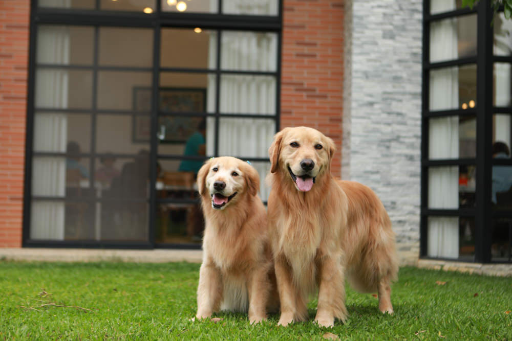 台中新社美食｜山水啡Cafe&Meal。寵物友善餐廳、歐風庭園景觀咖啡廳、下午茶、輕食
