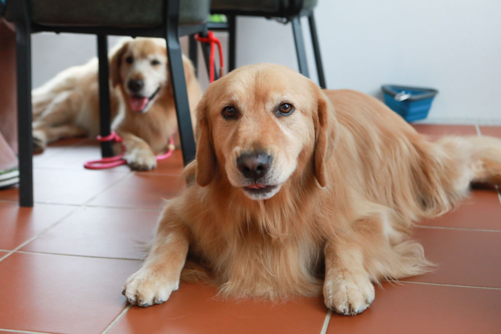 台中新社美食｜山水啡Cafe&Meal。寵物友善餐廳、歐風庭園景觀咖啡廳、下午茶、輕食