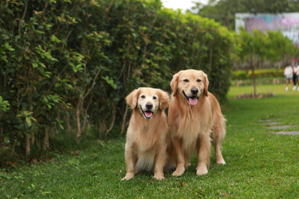 台中新社美食｜山水啡Cafe&Meal。寵物友善餐廳、歐風庭園景觀咖啡廳、下午茶、輕食