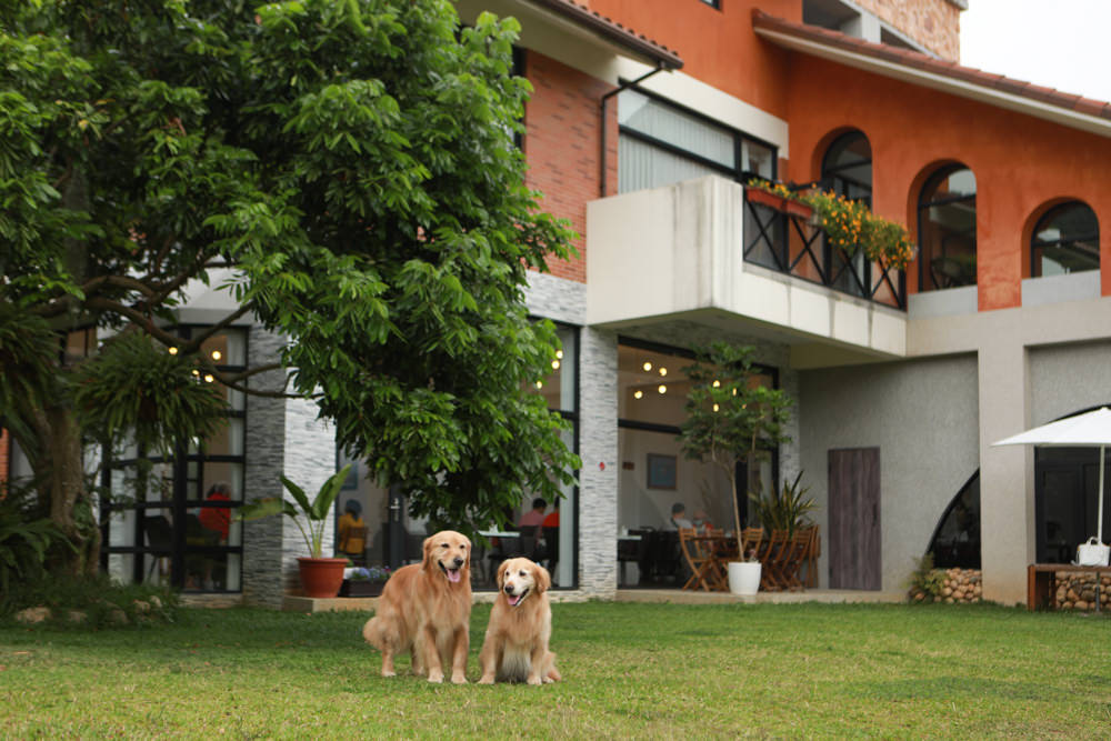 台中新社美食｜山水啡Cafe&Meal。寵物友善餐廳、歐風庭園景觀咖啡廳、下午茶、輕食