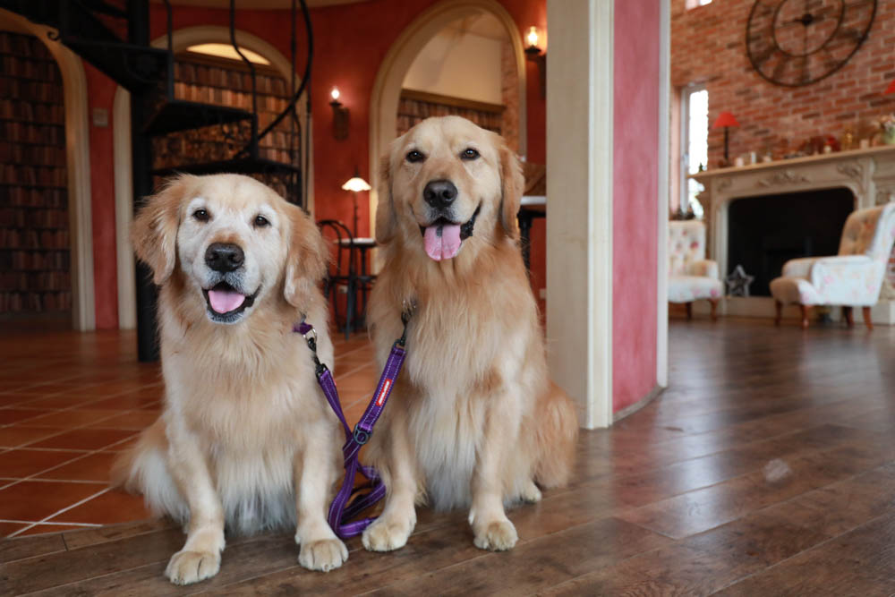 新竹新豐景點｜Chez moi 88-2 來我家吧。粉紅歐風夢幻甜品屋、甜點咖啡專賣店、新竹寵物友善餐廳