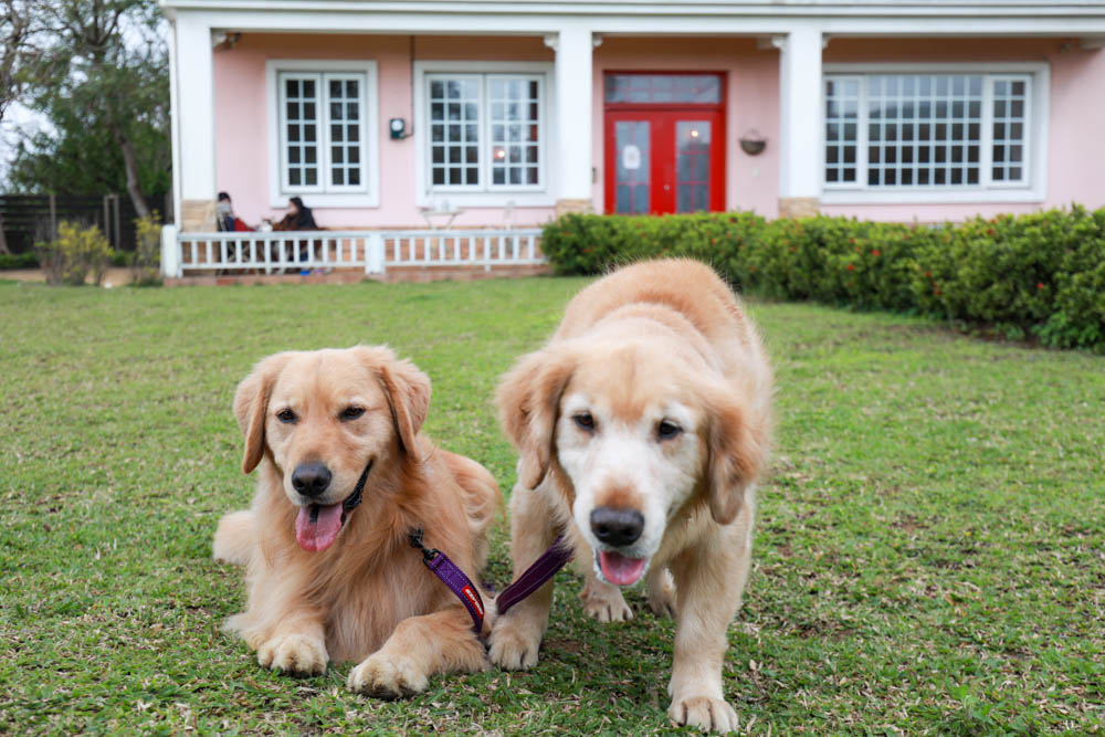 新竹新豐景點｜Chez moi 88-2 來我家吧。粉紅歐風夢幻甜品屋、甜點咖啡專賣店、新竹寵物友善餐廳