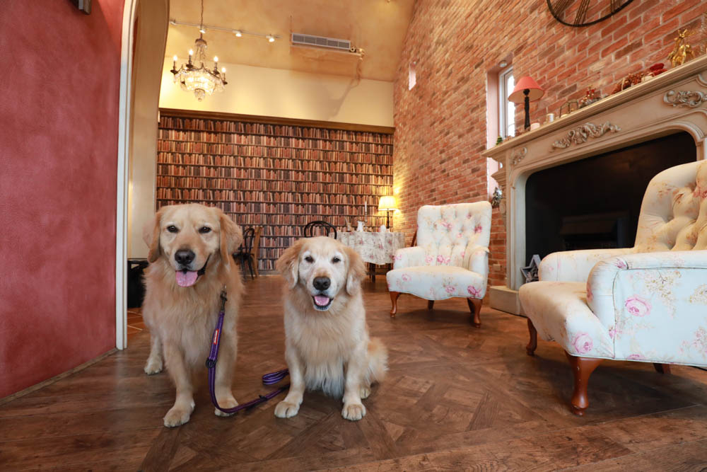 新竹新豐景點｜Chez moi 88-2 來我家吧。粉紅歐風夢幻甜品屋、甜點咖啡專賣店、新竹寵物友善餐廳