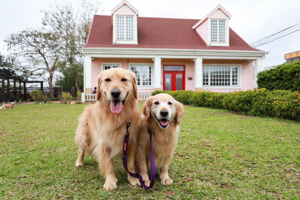 新竹新豐景點｜Chez moi 88-2 來我家吧。粉紅歐風夢幻甜品屋、甜點咖啡專賣店、新竹寵物友善餐廳