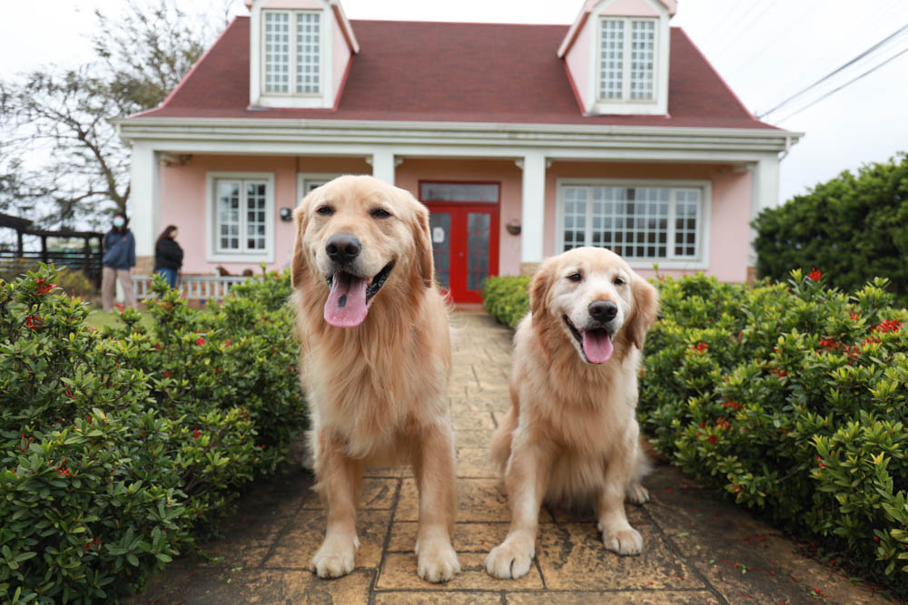 新竹新豐景點｜Chez moi 88-2 來我家吧。粉紅歐風夢幻甜品屋、甜點咖啡專賣店、新竹寵物友善餐廳