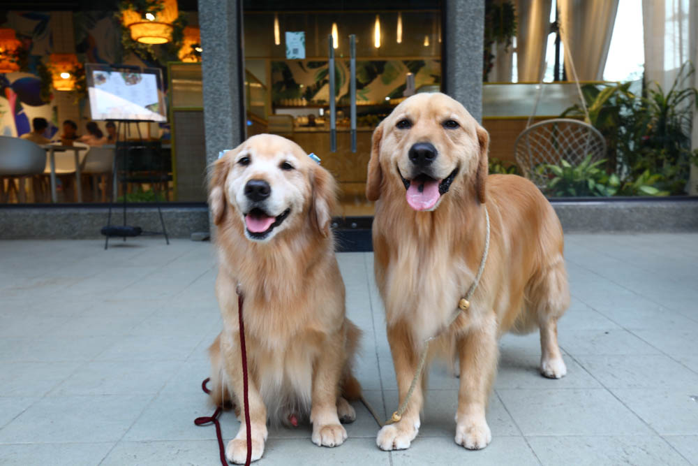 桃園美食｜旅人咖啡館.桃園店。寵物友善餐廳、網美咖啡廳、豐盛早午餐下午茶