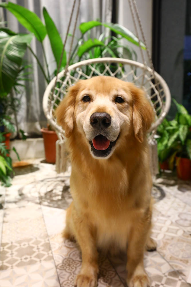 桃園美食｜旅人咖啡館.桃園店。寵物友善餐廳、網美咖啡廳、豐盛早午餐下午茶
