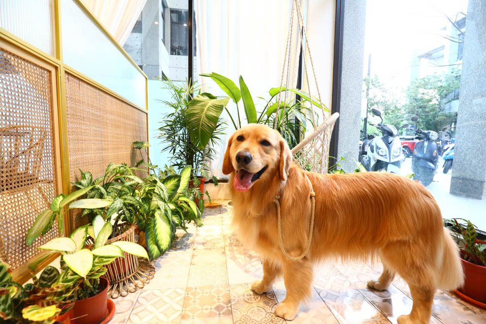桃園美食｜旅人咖啡館.桃園店。寵物友善餐廳、網美咖啡廳、豐盛早午餐下午茶