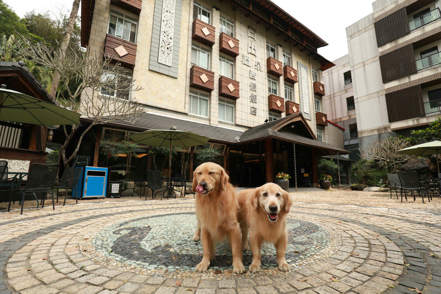 苗栗泰安｜日出溫泉渡假飯店。苗栗寵物友善飯店、一泊二食溫泉美食料理、露天風呂、寵物房型