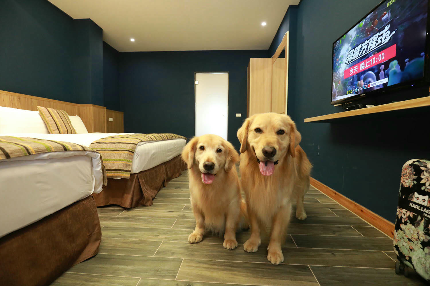 苗栗泰安｜日出溫泉渡假飯店。苗栗寵物友善飯店、一泊二食溫泉美食料理、露天風呂、寵物房型