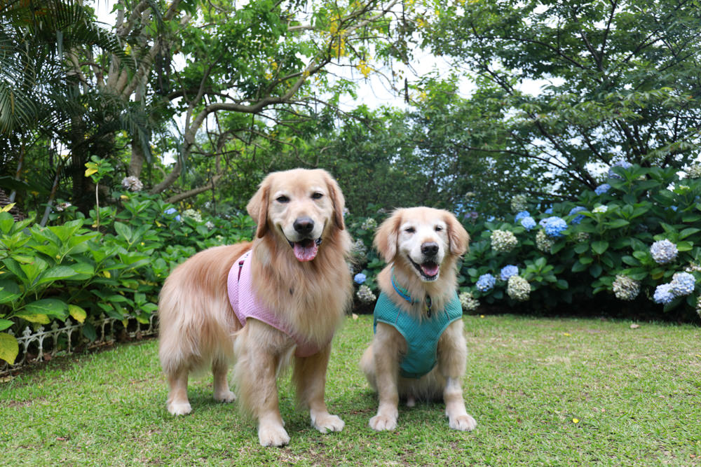 桃園復興|普拉多山丘假期景觀餐廳、南法鄉村風精緻民宿。南法鄉村童話小屋、寵物友善民宿餐廳、玻璃屋餐廳 - 第9張圖 桃園復興|普拉多山丘假期景觀餐廳、南法鄉村風精緻民宿。南法鄉村童話小屋、寵物友善民宿餐廳、玻璃屋餐廳