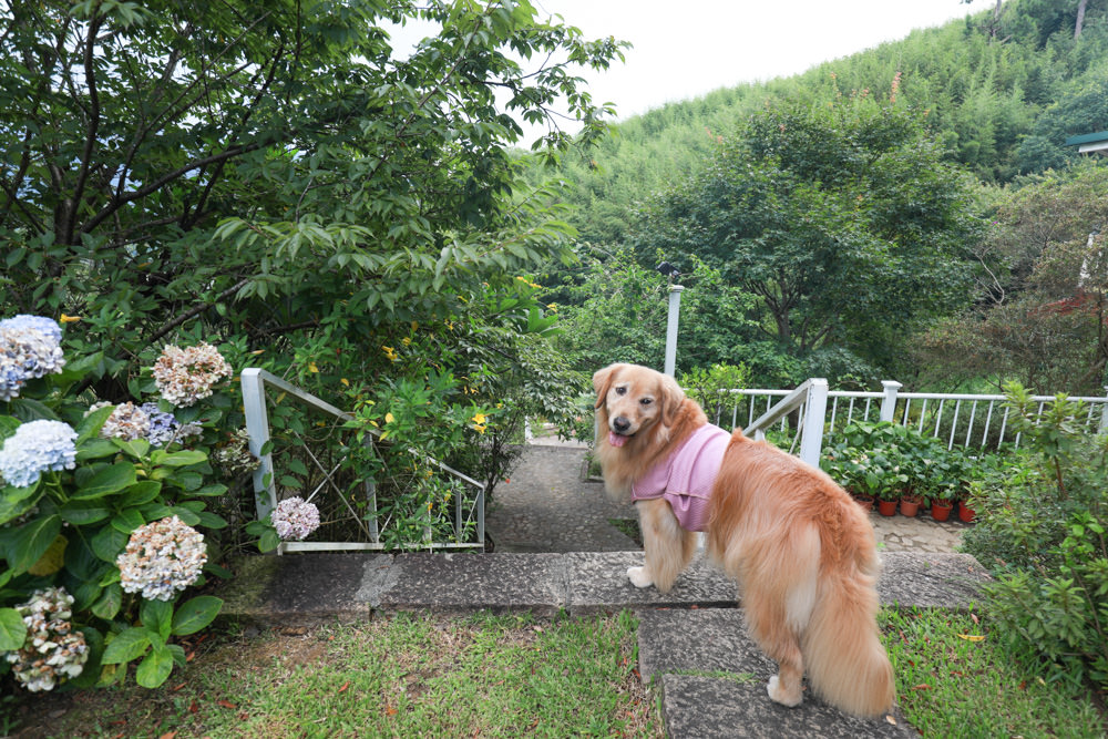 桃園復興|普拉多山丘假期景觀餐廳、南法鄉村風精緻民宿。南法鄉村童話小屋、寵物友善民宿餐廳、玻璃屋餐廳 - 第10張圖 桃園復興|普拉多山丘假期景觀餐廳、南法鄉村風精緻民宿。南法鄉村童話小屋、寵物友善民宿餐廳、玻璃屋餐廳