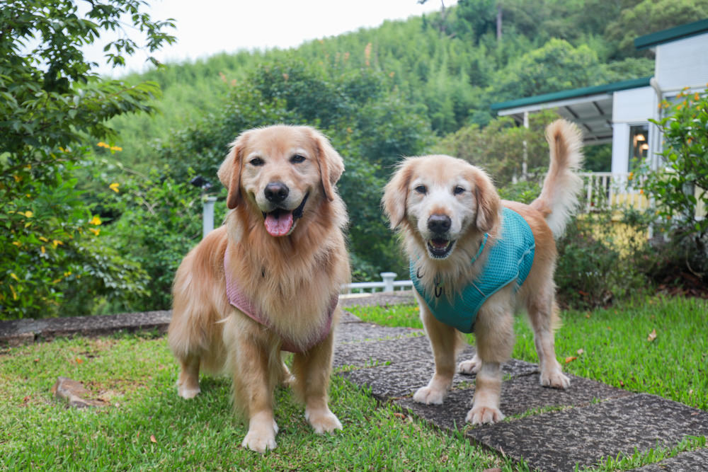 桃園復興|普拉多山丘假期景觀餐廳、南法鄉村風精緻民宿。南法鄉村童話小屋、寵物友善民宿餐廳、玻璃屋餐廳 - 第24張圖 桃園復興|普拉多山丘假期景觀餐廳、南法鄉村風精緻民宿。南法鄉村童話小屋、寵物友善民宿餐廳、玻璃屋餐廳