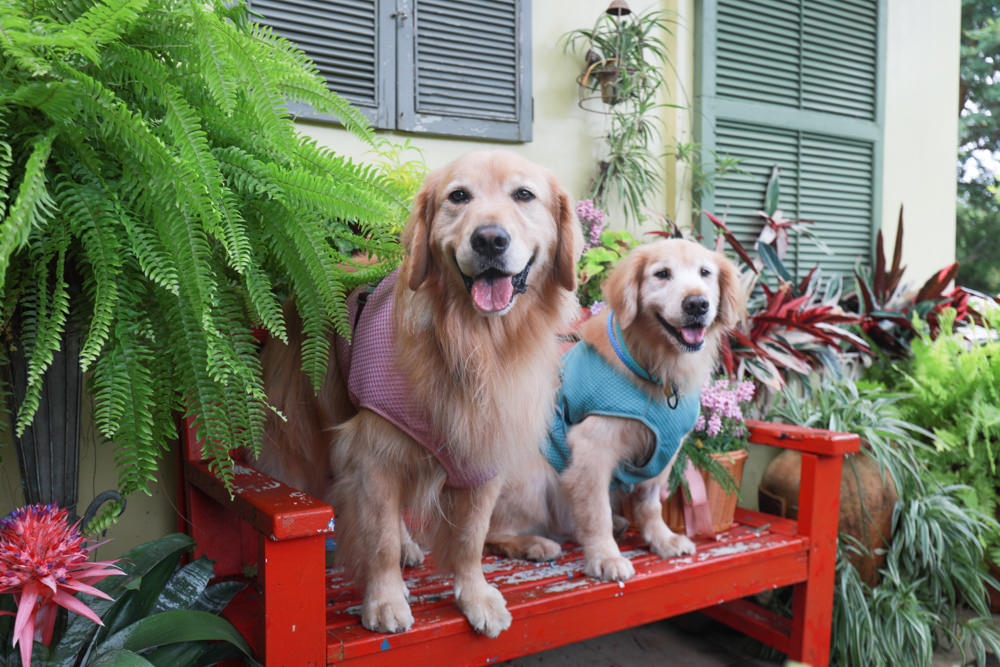 桃園復興|普拉多山丘假期景觀餐廳、南法鄉村風精緻民宿。南法鄉村童話小屋、寵物友善民宿餐廳、玻璃屋餐廳 - 第12張圖 桃園復興|普拉多山丘假期景觀餐廳、南法鄉村風精緻民宿。南法鄉村童話小屋、寵物友善民宿餐廳、玻璃屋餐廳