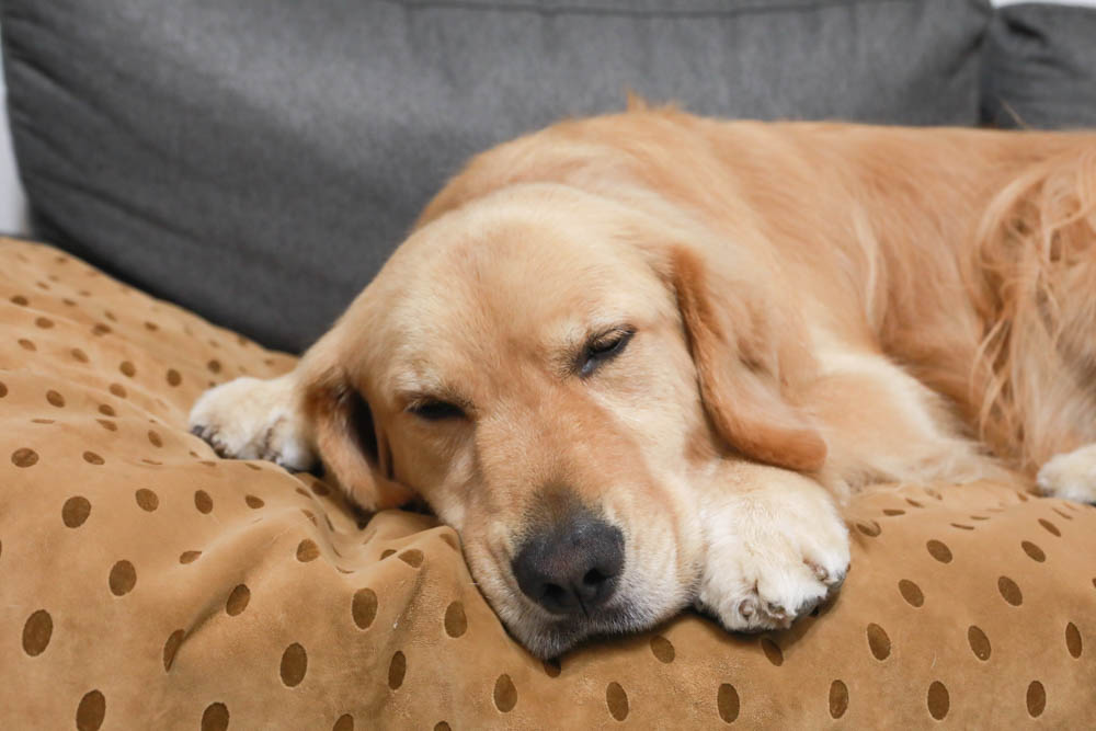 寵物睡墊｜ETERNO寵物萬用墊～遠紅外線升級版。寒冬老犬必備！寵物睡墊、沙發墊、旅行露營攜帶睡墊