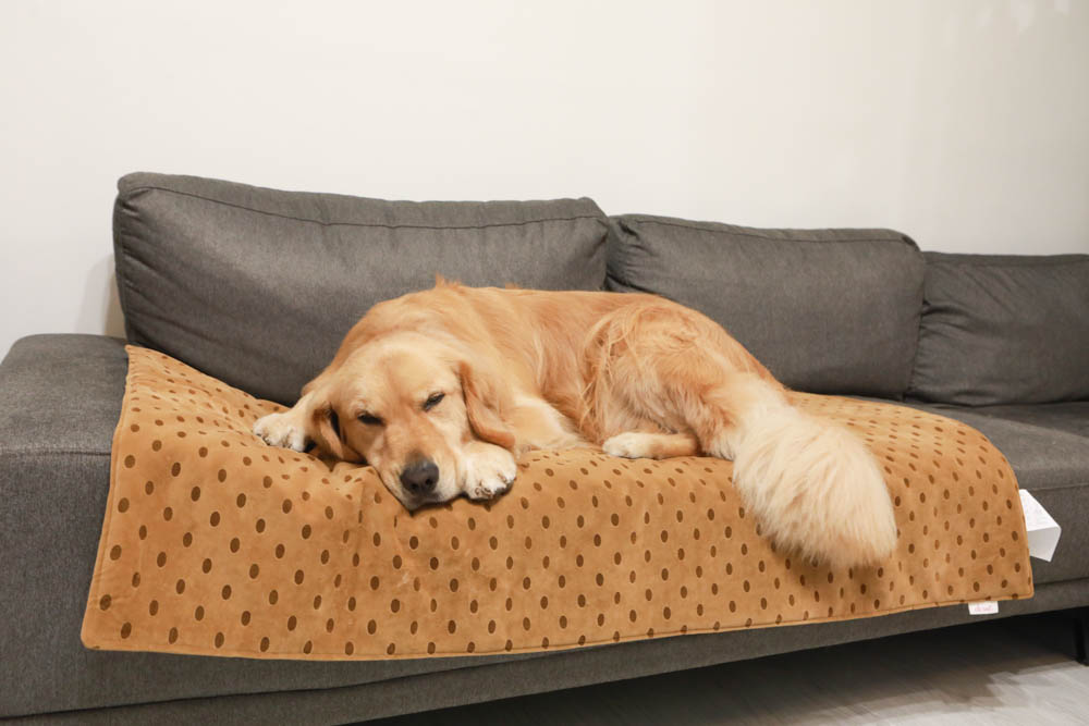 寵物睡墊｜ETERNO寵物萬用墊～遠紅外線升級版。寒冬老犬必備！寵物睡墊、沙發墊、旅行露營攜帶睡墊