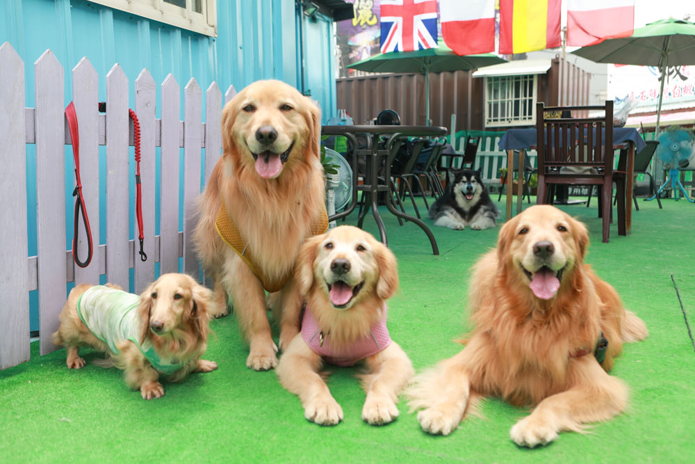 桃園龍潭美食|暖心廚房。寵物友善餐廳、異國料理餐酒館、威靈頓牛排、讀者送手作寵物舒芙蕾一份 - 第5張圖 桃園龍潭美食|暖心廚房。寵物友善餐廳、異國料理餐酒館、威靈頓牛排、讀者送手作寵物舒芙蕾一份