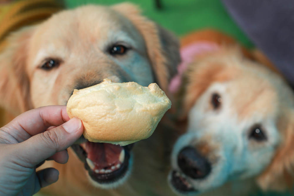 桃園龍潭美食|暖心廚房。寵物友善餐廳、異國料理餐酒館、威靈頓牛排、讀者送手作寵物舒芙蕾一份 - 第10張圖 桃園龍潭美食|暖心廚房。寵物友善餐廳、異國料理餐酒館、威靈頓牛排、讀者送手作寵物舒芙蕾一份