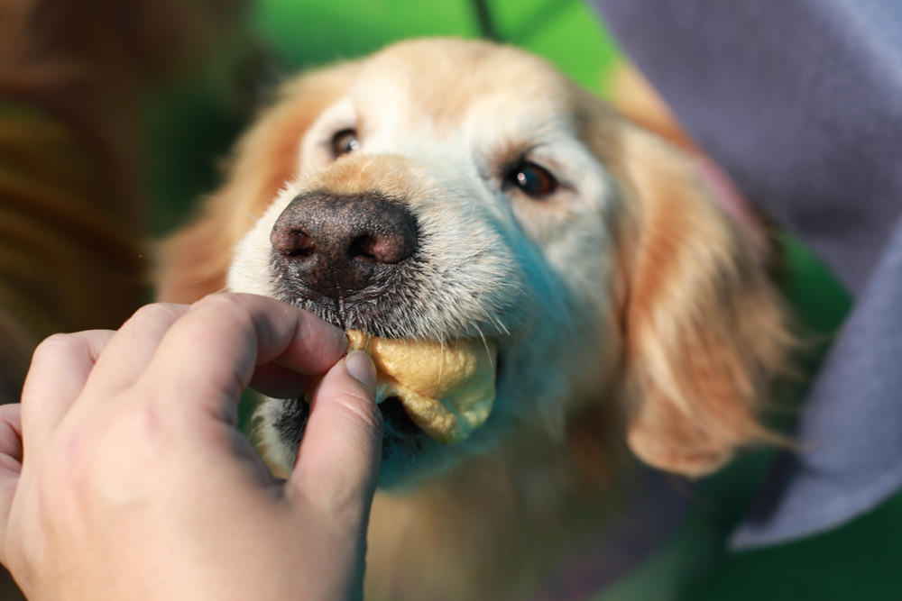桃園龍潭美食|暖心廚房。寵物友善餐廳、異國料理餐酒館、威靈頓牛排、讀者送手作寵物舒芙蕾一份 - 第11張圖 桃園龍潭美食|暖心廚房。寵物友善餐廳、異國料理餐酒館、威靈頓牛排、讀者送手作寵物舒芙蕾一份