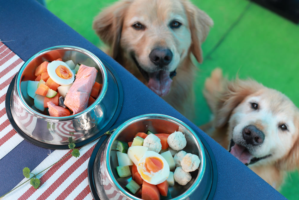 桃園龍潭美食|暖心廚房。寵物友善餐廳、異國料理餐酒館、威靈頓牛排、讀者送手作寵物舒芙蕾一份 - 第27張圖 桃園龍潭美食|暖心廚房。寵物友善餐廳、異國料理餐酒館、威靈頓牛排、讀者送手作寵物舒芙蕾一份
