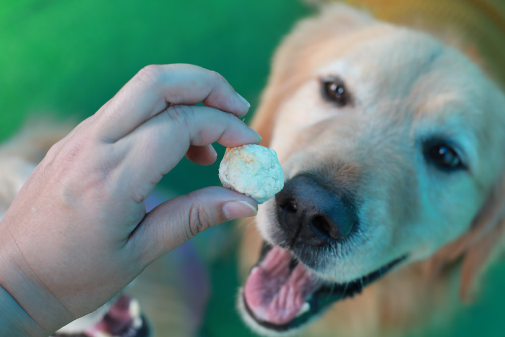 桃園龍潭美食|暖心廚房。寵物友善餐廳、異國料理餐酒館、威靈頓牛排、讀者送手作寵物舒芙蕾一份 - 第30張圖 桃園龍潭美食|暖心廚房。寵物友善餐廳、異國料理餐酒館、威靈頓牛排、讀者送手作寵物舒芙蕾一份