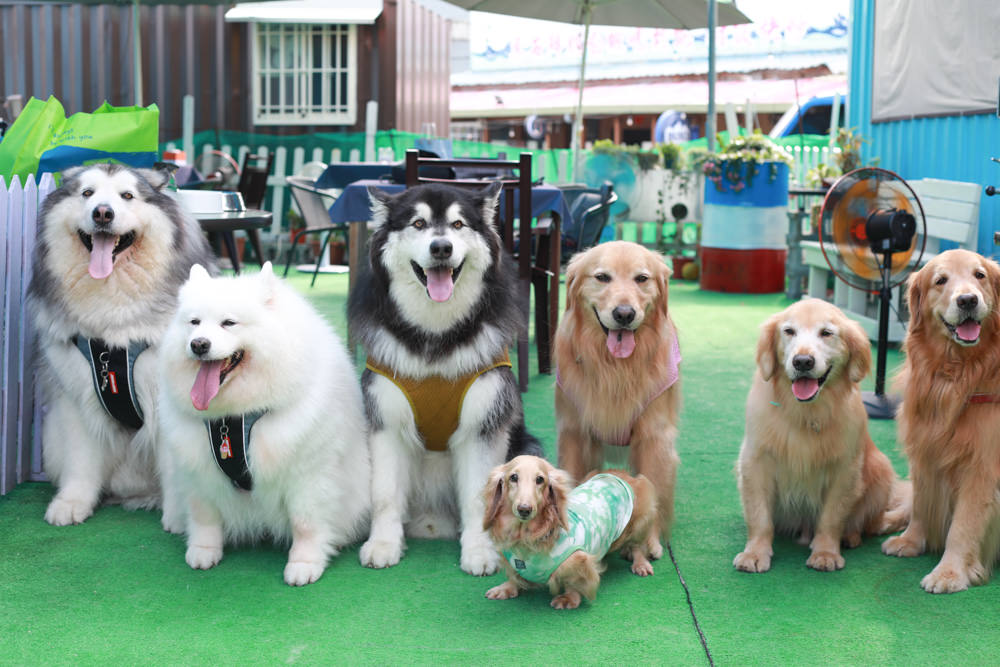 桃園龍潭美食|暖心廚房。寵物友善餐廳、異國料理餐酒館、威靈頓牛排、讀者送手作寵物舒芙蕾一份 - 第1張圖 桃園龍潭美食|暖心廚房。寵物友善餐廳、異國料理餐酒館、威靈頓牛排、讀者送手作寵物舒芙蕾一份