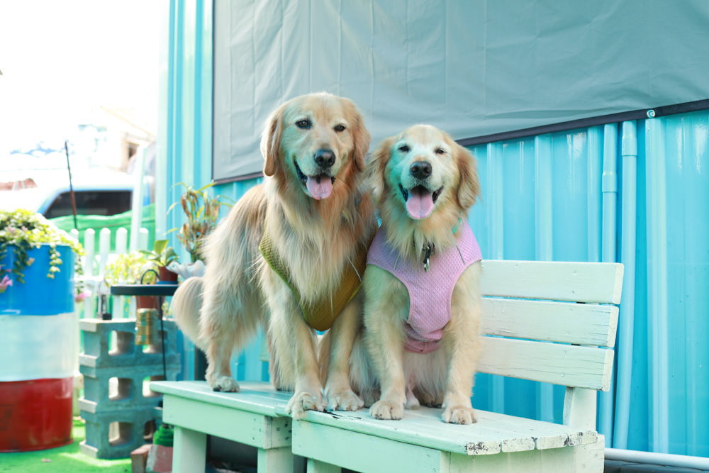 桃園龍潭美食|暖心廚房。寵物友善餐廳、異國料理餐酒館、威靈頓牛排、讀者送手作寵物舒芙蕾一份 - 第7張圖 桃園龍潭美食|暖心廚房。寵物友善餐廳、異國料理餐酒館、威靈頓牛排、讀者送手作寵物舒芙蕾一份