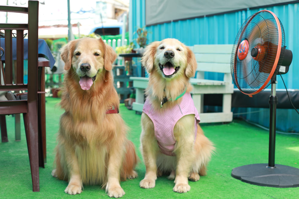 桃園龍潭美食|暖心廚房。寵物友善餐廳、異國料理餐酒館、威靈頓牛排、讀者送手作寵物舒芙蕾一份 - 第8張圖 桃園龍潭美食|暖心廚房。寵物友善餐廳、異國料理餐酒館、威靈頓牛排、讀者送手作寵物舒芙蕾一份