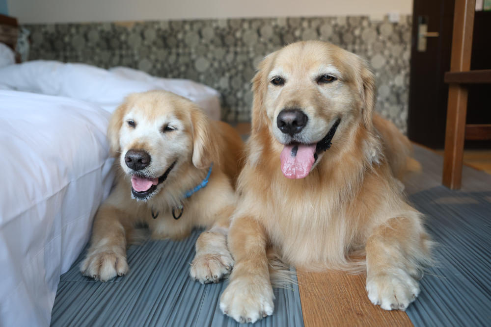 花蓮民宿推薦|太魯閣曼波海灘民宿、午玥咖啡餐館、花蓮寵物友善餐廳、鄰近曼波海灘、火鍋鹹豬肉烤雞簡餐料理 - 第18張圖 花蓮民宿推薦|太魯閣曼波海灘民宿、午玥咖啡餐館、花蓮寵物友善餐廳、鄰近曼波海灘、火鍋鹹豬肉烤雞簡餐料理