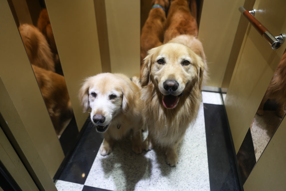 花蓮民宿推薦|太魯閣曼波海灘民宿、午玥咖啡餐館、花蓮寵物友善餐廳、鄰近曼波海灘、火鍋鹹豬肉烤雞簡餐料理 - 第30張圖 花蓮民宿推薦|太魯閣曼波海灘民宿、午玥咖啡餐館、花蓮寵物友善餐廳、鄰近曼波海灘、火鍋鹹豬肉烤雞簡餐料理