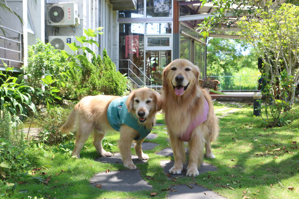 花蓮民宿推薦|太魯閣曼波海灘民宿、午玥咖啡餐館、花蓮寵物友善餐廳、鄰近曼波海灘、火鍋鹹豬肉烤雞簡餐料理 - 第47張圖 花蓮民宿推薦|太魯閣曼波海灘民宿、午玥咖啡餐館、花蓮寵物友善餐廳、鄰近曼波海灘、火鍋鹹豬肉烤雞簡餐料理