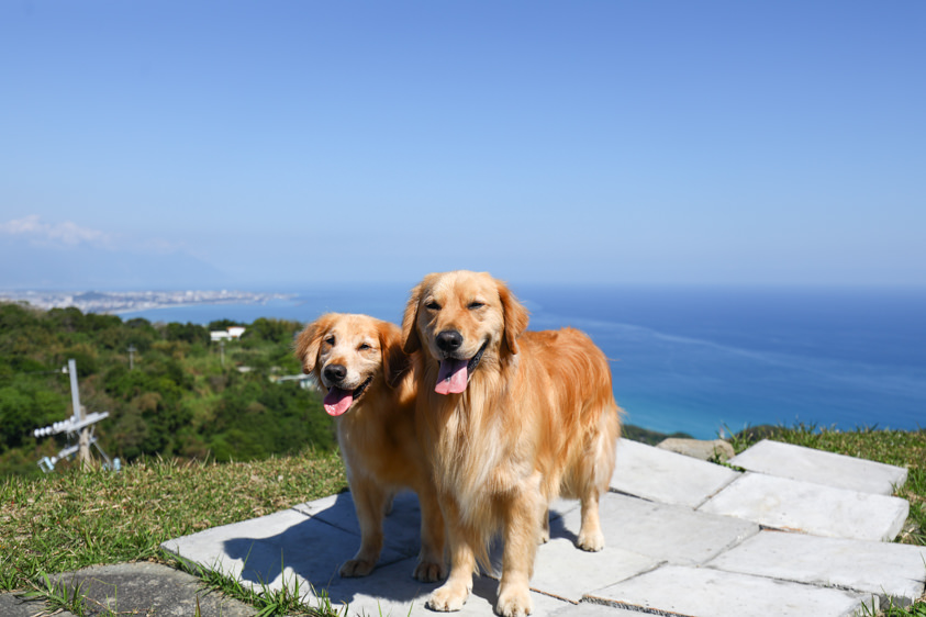 花蓮新景點|花蓮最美秘境景觀玻璃屋。360度山嵐美景海灣海景,還有絕美夜景(寵物友善) - 第12張圖 花蓮新景點|花蓮最美秘境景觀玻璃屋。360度山嵐美景海灣海景,還有絕美夜景(寵物友善)