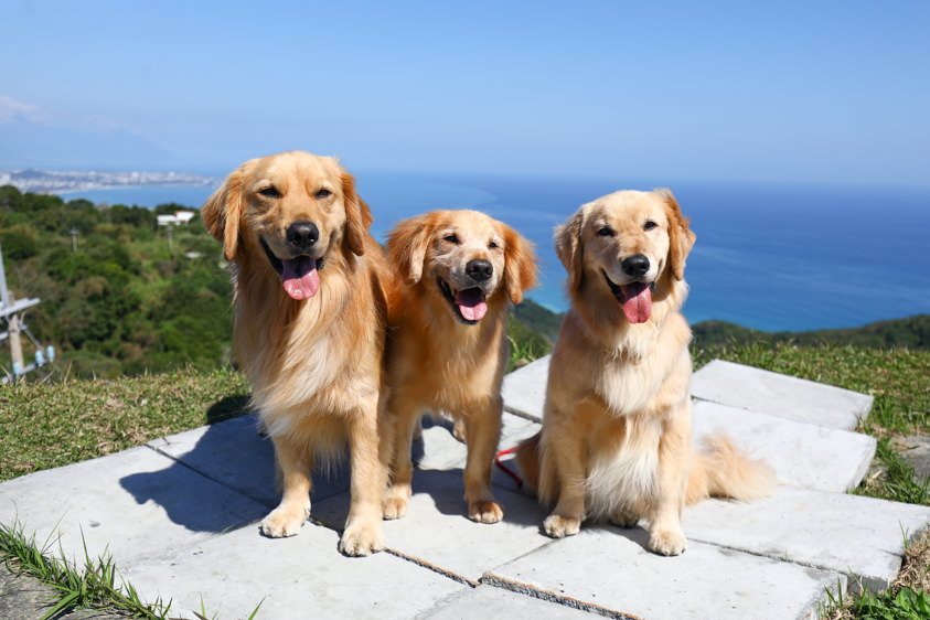 花蓮新景點|花蓮最美秘境景觀玻璃屋。360度山嵐美景海灣海景,還有絕美夜景(寵物友善) - 第13張圖 花蓮新景點|花蓮最美秘境景觀玻璃屋。360度山嵐美景海灣海景,還有絕美夜景(寵物友善)