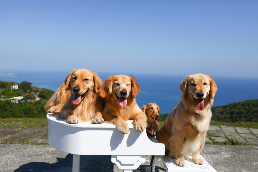 花蓮新景點|花蓮最美秘境景觀玻璃屋。360度山嵐美景海灣海景,還有絕美夜景(寵物友善) - 第7張圖 花蓮新景點|花蓮最美秘境景觀玻璃屋。360度山嵐美景海灣海景,還有絕美夜景(寵物友善)
