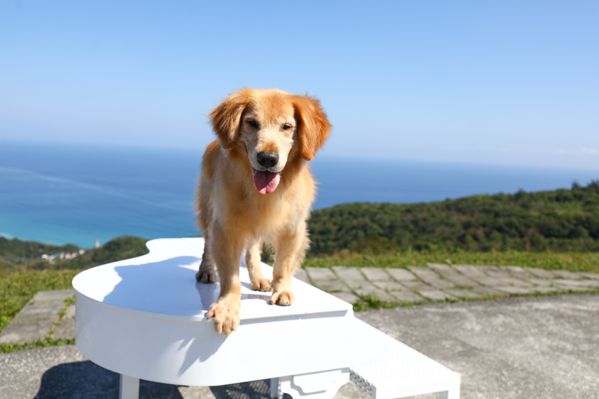 花蓮新景點|花蓮最美秘境景觀玻璃屋。360度山嵐美景海灣海景,還有絕美夜景(寵物友善) - 第8張圖 花蓮新景點|花蓮最美秘境景觀玻璃屋。360度山嵐美景海灣海景,還有絕美夜景(寵物友善)
