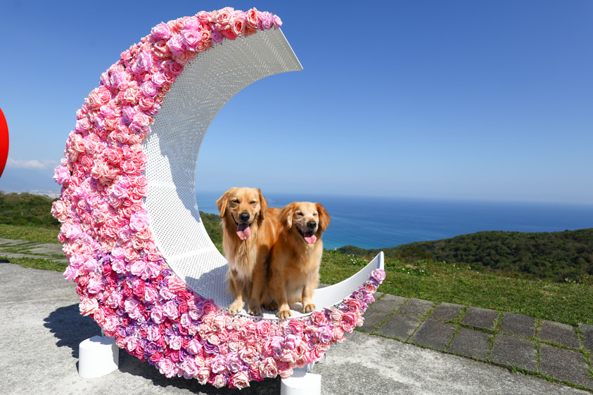 花蓮五間療癒系景觀咖啡廳|帶著毛小孩欣賞絕美蔚藍海景,享受慢活愜意的下午茶時光(寵物友善) - 第3張圖 花蓮五間療癒系景觀咖啡廳|帶著毛小孩欣賞絕美蔚藍海景,享受慢活愜意的下午茶時光(寵物友善)