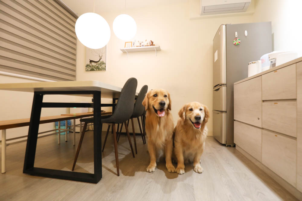 台南包棟民宿|木本樹台南民宿。寵物友善民宿、一天只接一組客人、雙人房就可以獨享包棟! - 第14張圖 台南包棟民宿|木本樹台南民宿。寵物友善民宿、一天只接一組客人、雙人房就可以獨享包棟!