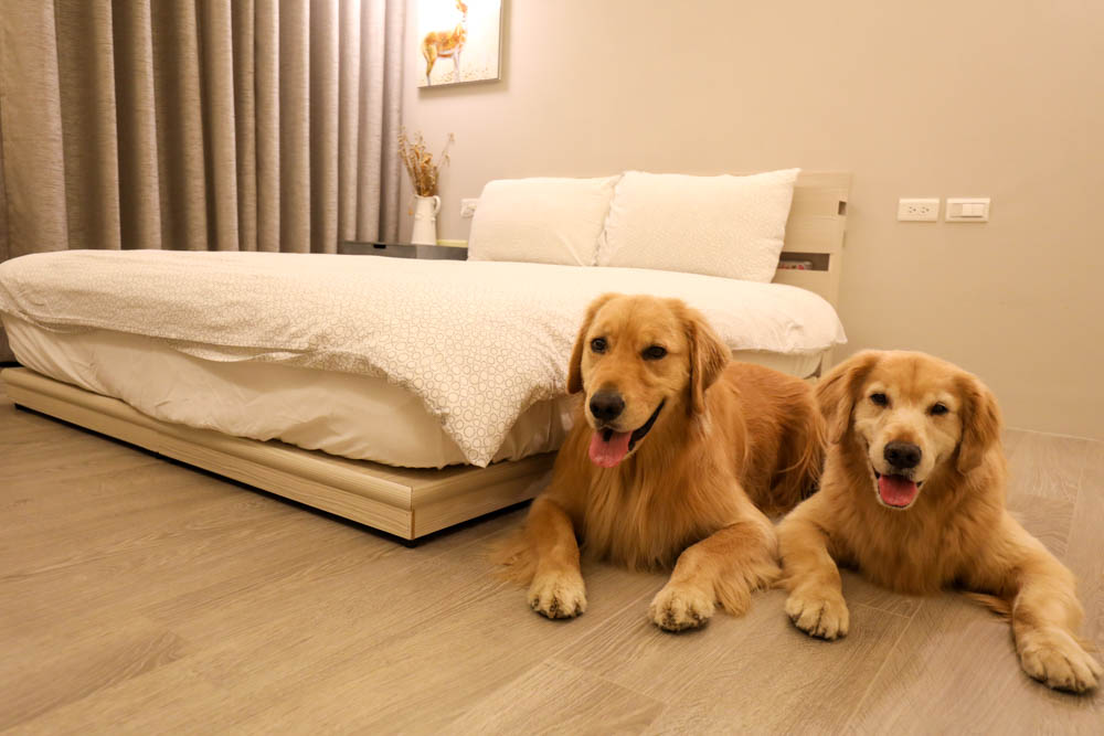 台南包棟民宿|木本樹台南民宿。寵物友善民宿、一天只接一組客人、雙人房就可以獨享包棟! - 第31張圖 台南包棟民宿|木本樹台南民宿。寵物友善民宿、一天只接一組客人、雙人房就可以獨享包棟!