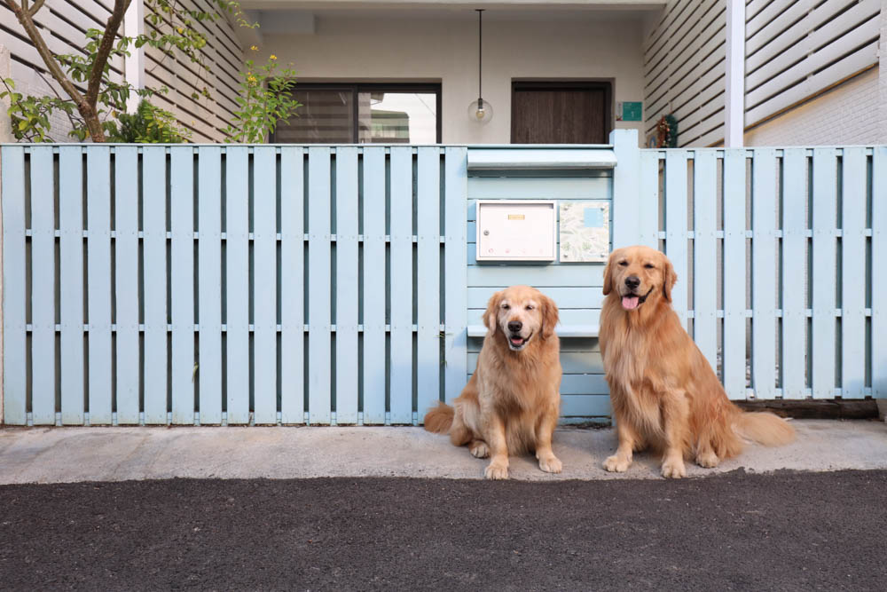 台南包棟民宿|木本樹台南民宿。寵物友善民宿、一天只接一組客人、雙人房就可以獨享包棟! - 第1張圖 台南包棟民宿|木本樹台南民宿。寵物友善民宿、一天只接一組客人、雙人房就可以獨享包棟!