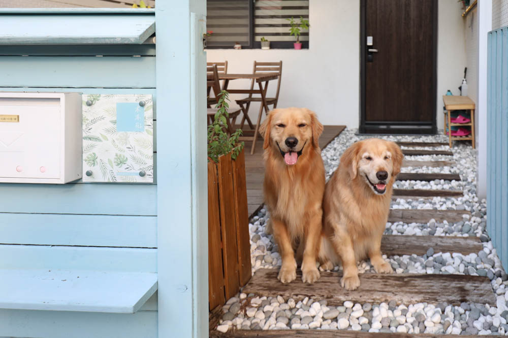 台南包棟民宿|木本樹台南民宿。寵物友善民宿、一天只接一組客人、雙人房就可以獨享包棟! - 第3張圖 台南包棟民宿|木本樹台南民宿。寵物友善民宿、一天只接一組客人、雙人房就可以獨享包棟!